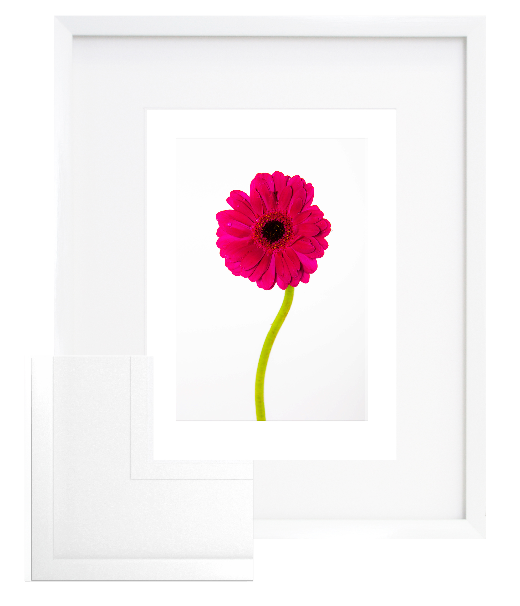 FP166 Wall décor art framed print floral white frame